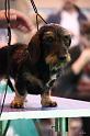 Crufts2011_2 1594